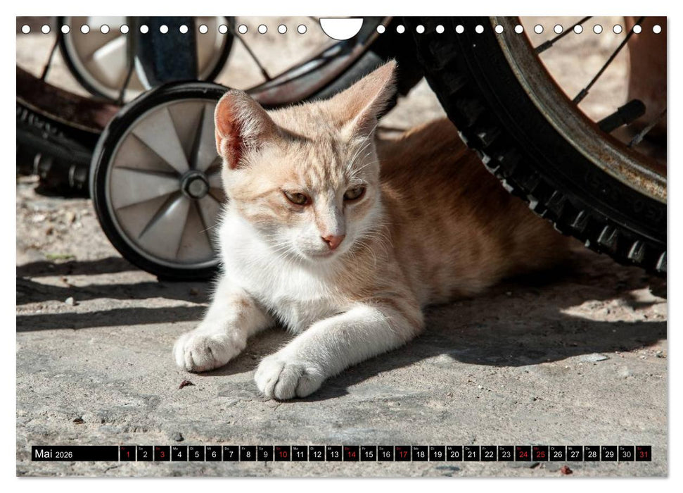 Griechische Katzen (CALVENDO Wandkalender 2026)