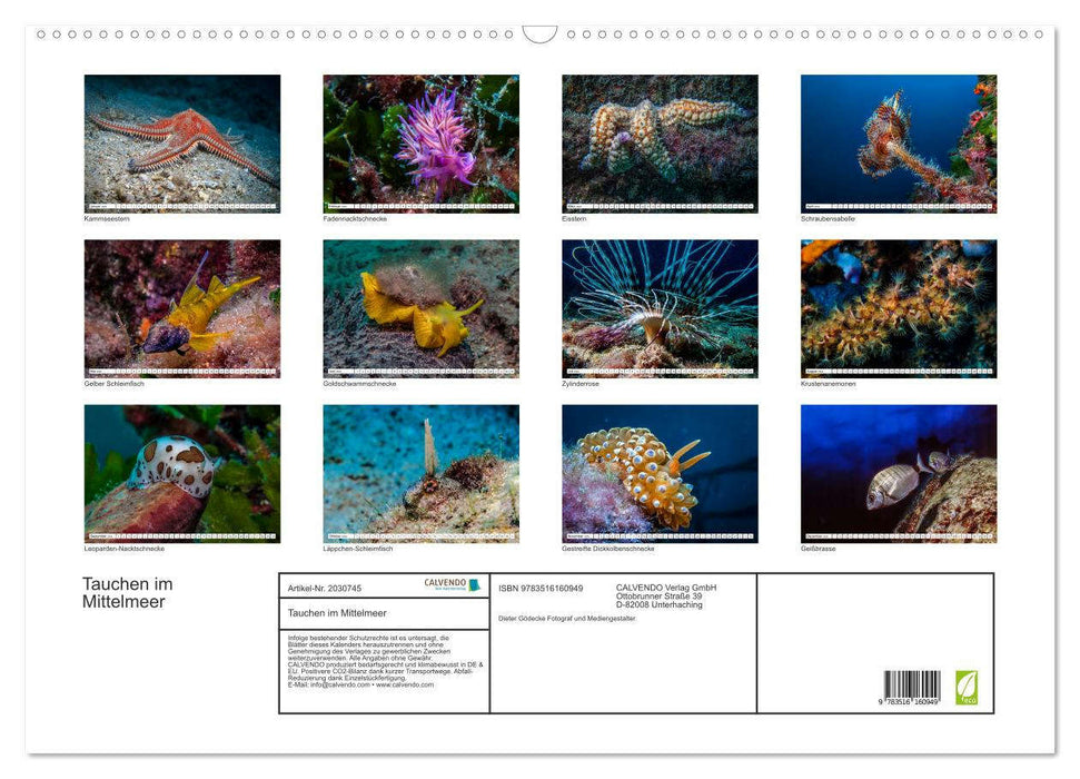 Tauchen im Mittelmeer (CALVENDO Wandkalender 2026)