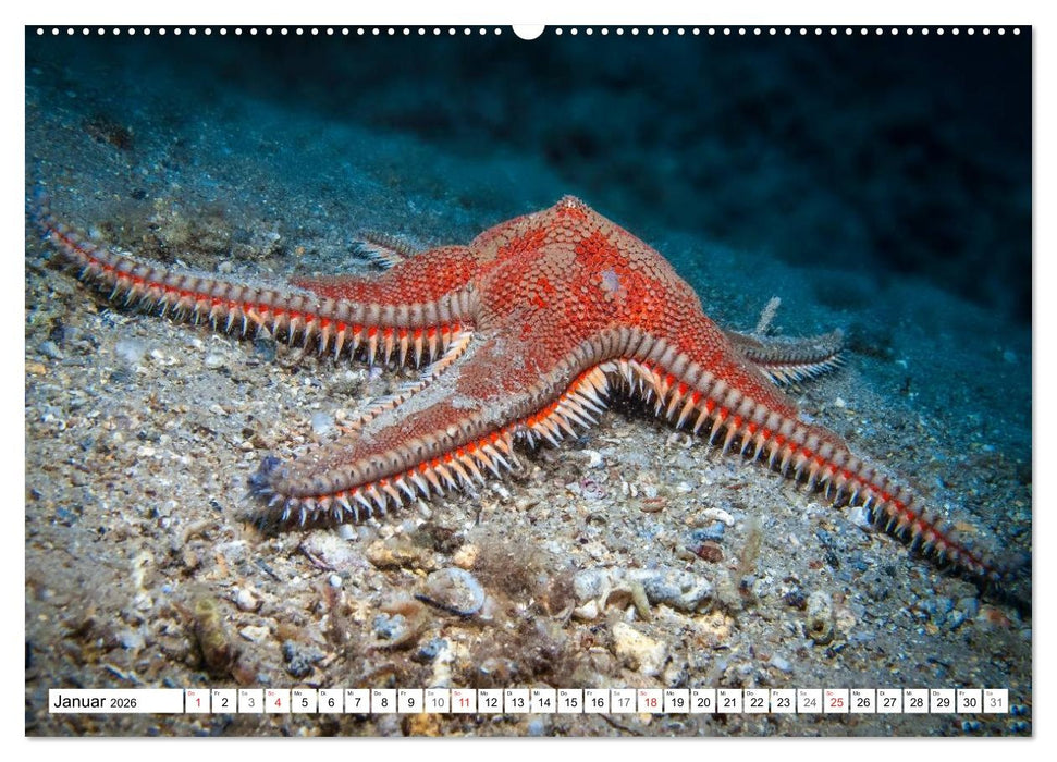 Tauchen im Mittelmeer (CALVENDO Wandkalender 2026)