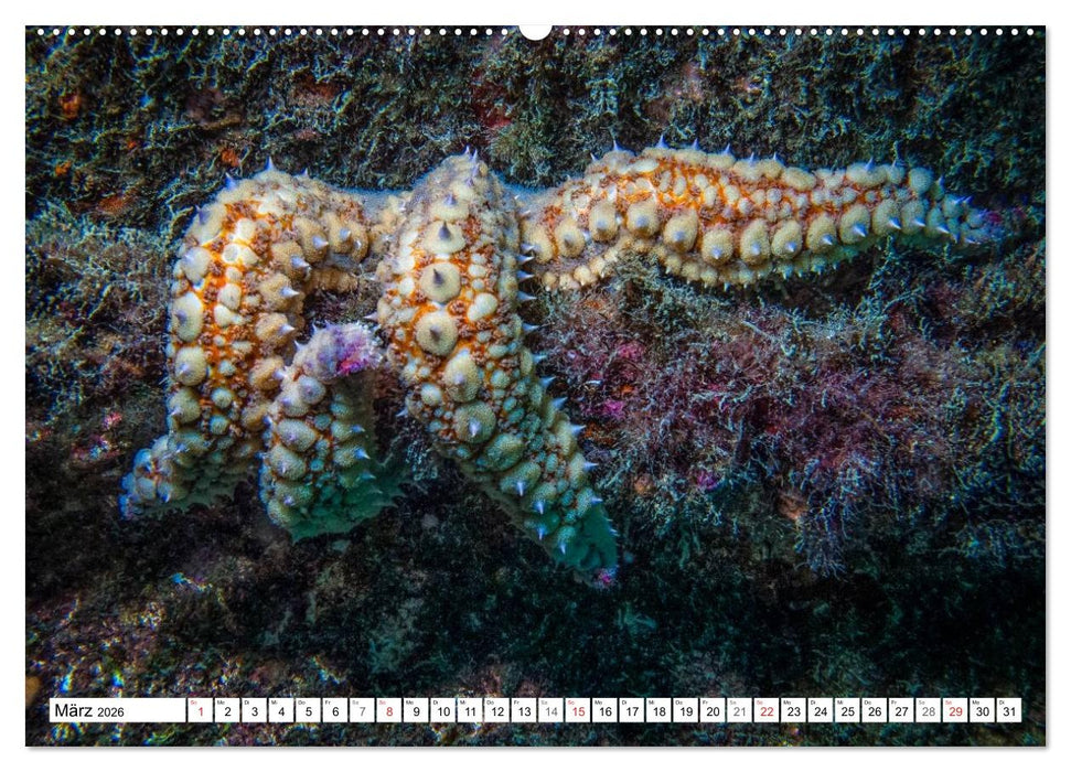 Tauchen im Mittelmeer (CALVENDO Wandkalender 2026)