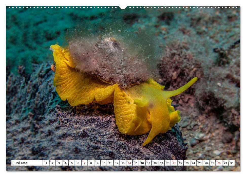 Tauchen im Mittelmeer (CALVENDO Wandkalender 2026)