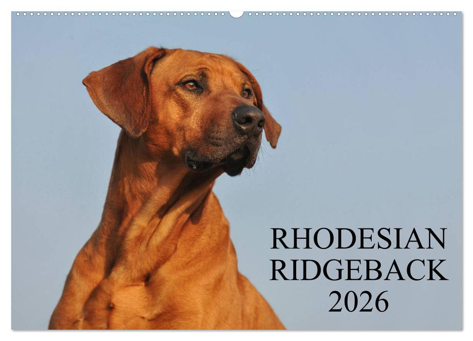 Rhodesian Ridgeback 2026 (CALVENDO Wandkalender 2026)