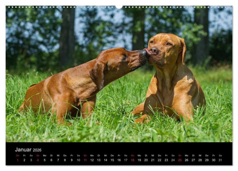 Rhodesian Ridgeback 2026 (CALVENDO Wandkalender 2026)