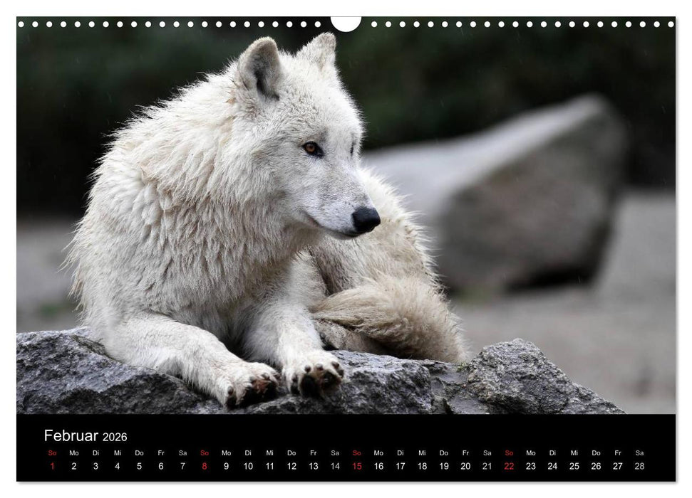 Tiere unserer Erde (CALVENDO Wandkalender 2026)