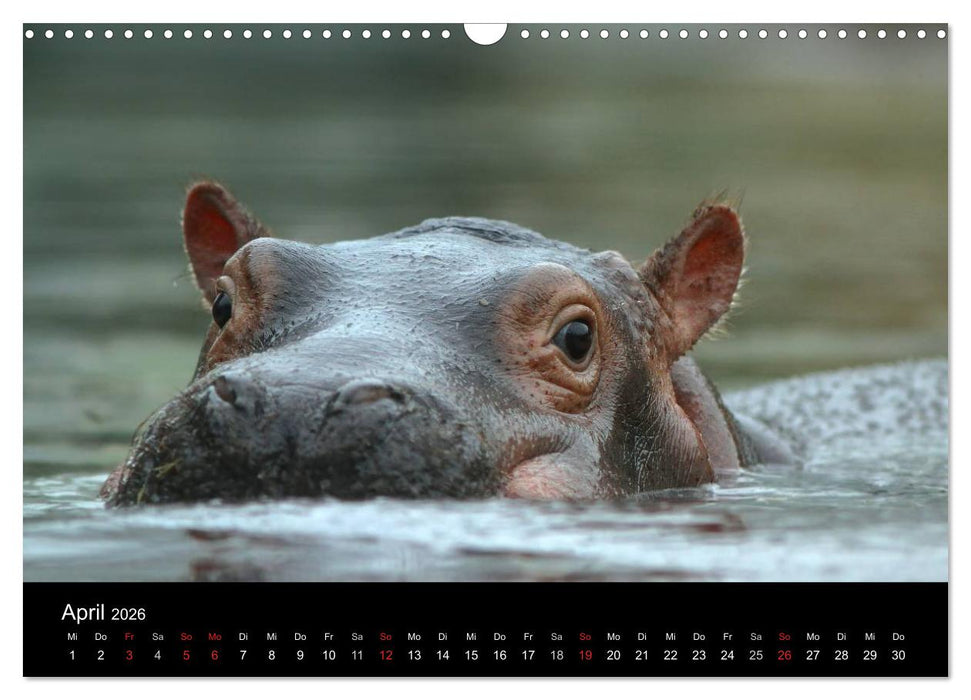 Tiere unserer Erde (CALVENDO Wandkalender 2026)