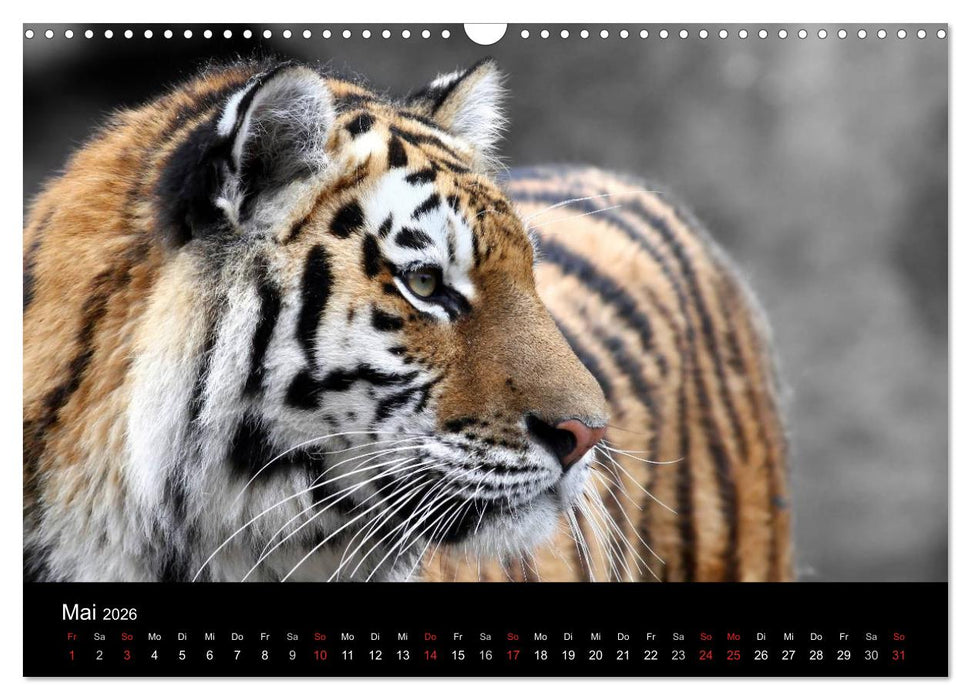 Tiere unserer Erde (CALVENDO Wandkalender 2026)