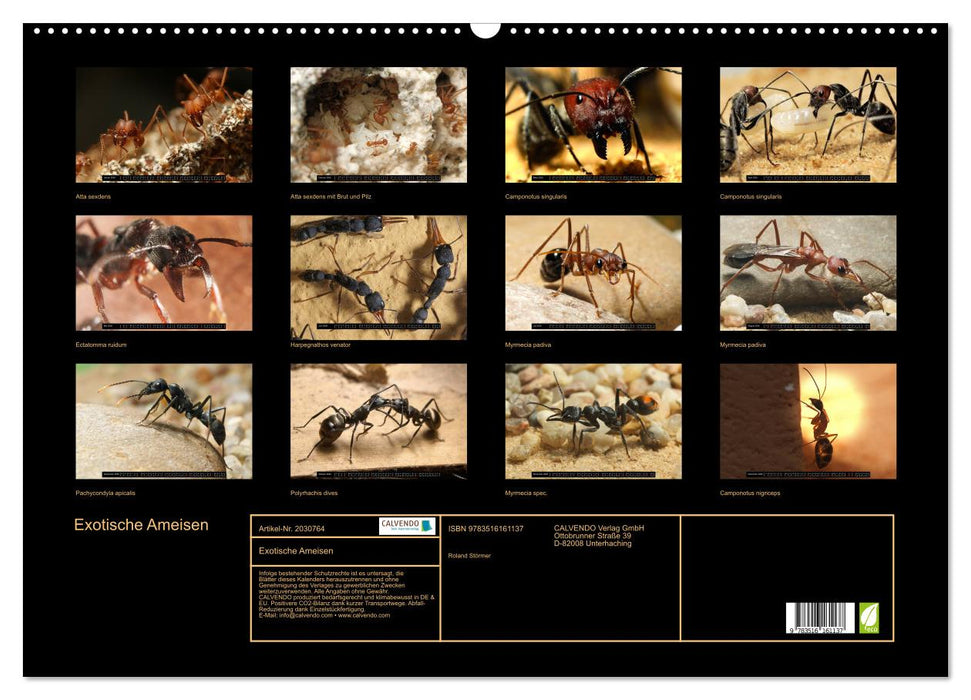 Exotische Ameisen (CALVENDO Wandkalender 2026)