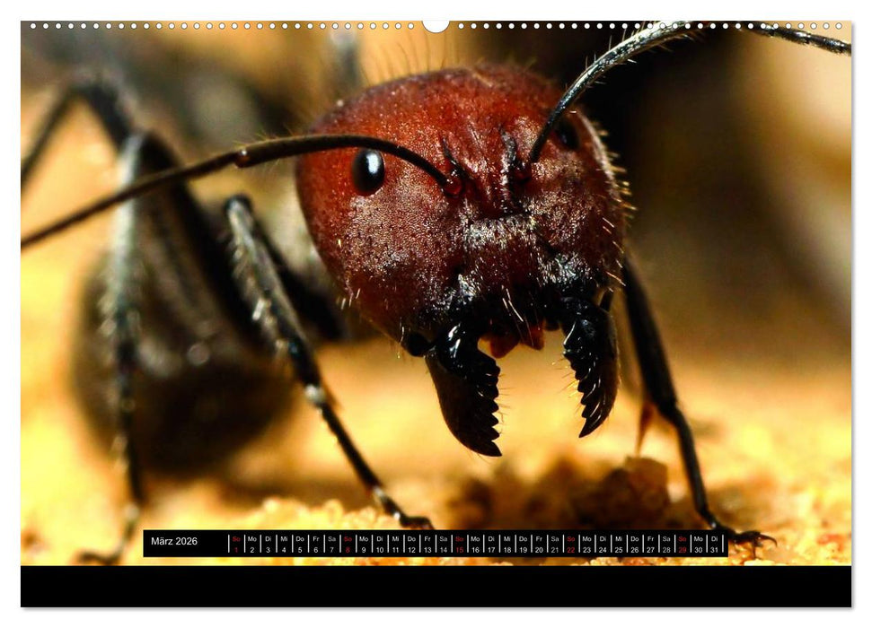 Exotische Ameisen (CALVENDO Wandkalender 2026)