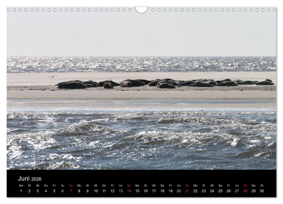 Sylt 2026 (CALVENDO Wandkalender 2026)