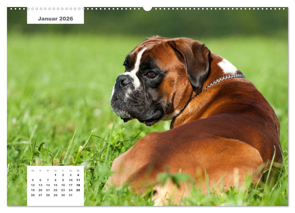 Rassehunde (CALVENDO Premium Wandkalender 2026)