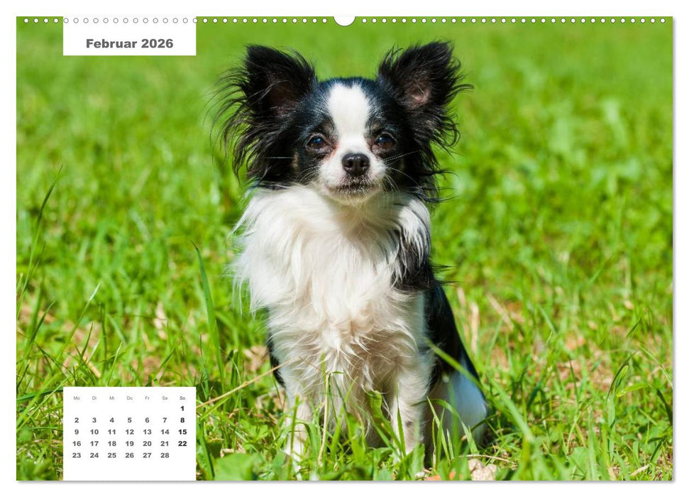 Rassehunde (CALVENDO Premium Wandkalender 2026)