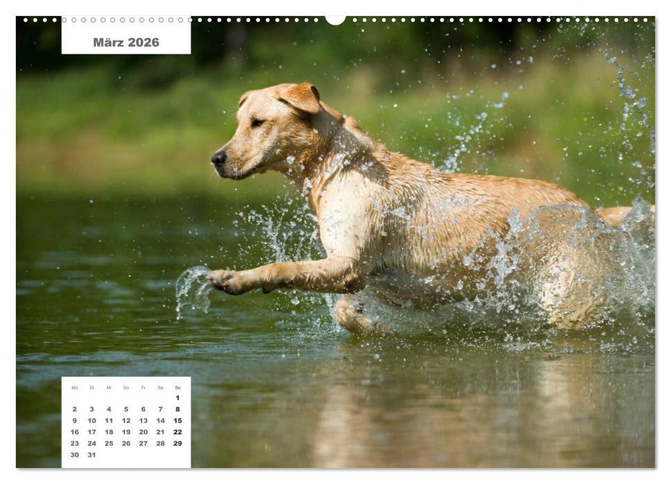 Rassehunde (CALVENDO Premium Wandkalender 2026)