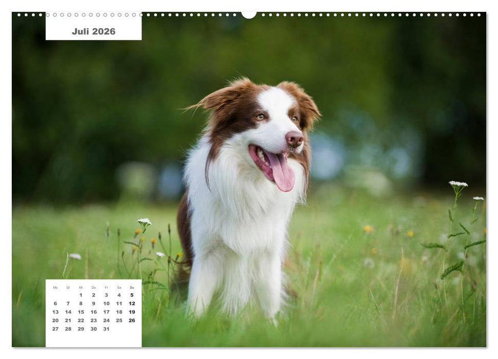 Rassehunde (CALVENDO Premium Wandkalender 2026)