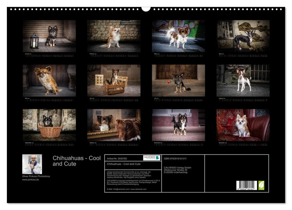 Chihuahuas - Cool and Cute (CALVENDO Wandkalender 2026)