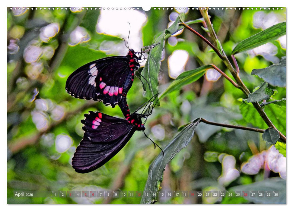 Kolumbien (CALVENDO Premium Wandkalender 2026)