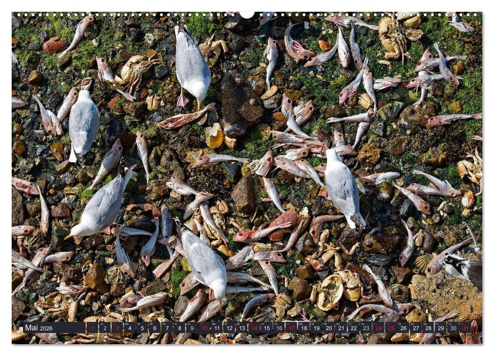 Die Bretagne - Eine Reise zum Ende der Welt (CALVENDO Premium Wandkalender 2026)