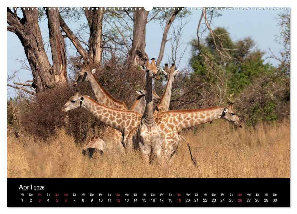 Naturerlebnis Botswana (CALVENDO Premium Wandkalender 2026)