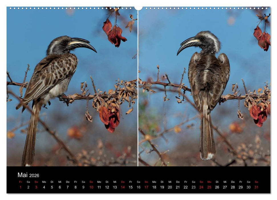 Naturerlebnis Botswana (CALVENDO Premium Wandkalender 2026)