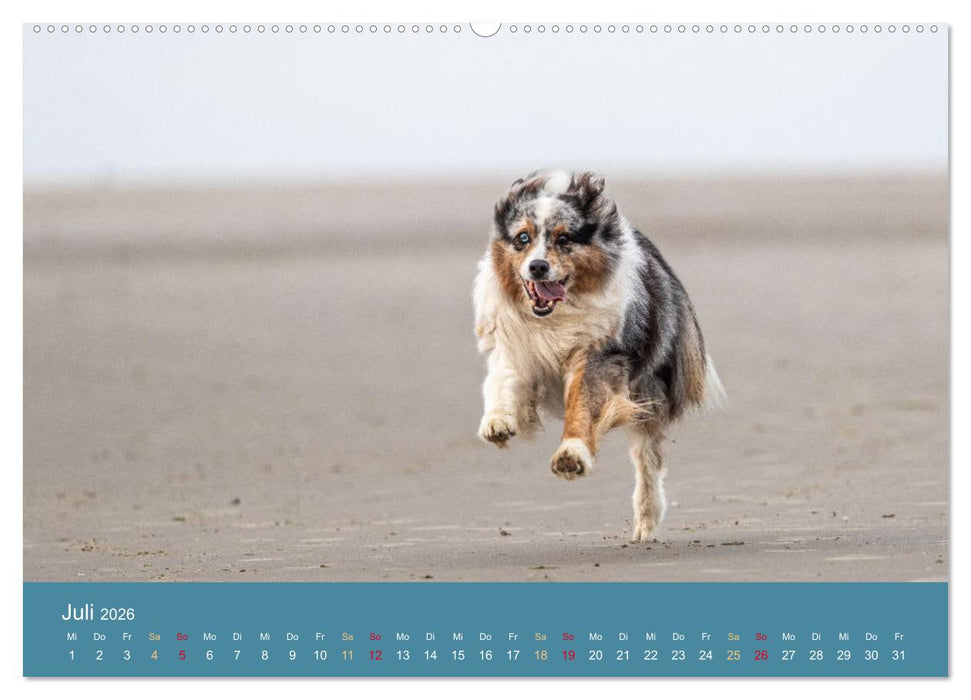 Mit Aussies unterwegs - Die bunte Welt der Australian Shepherds (CALVENDO Premium Wandkalender 2026)