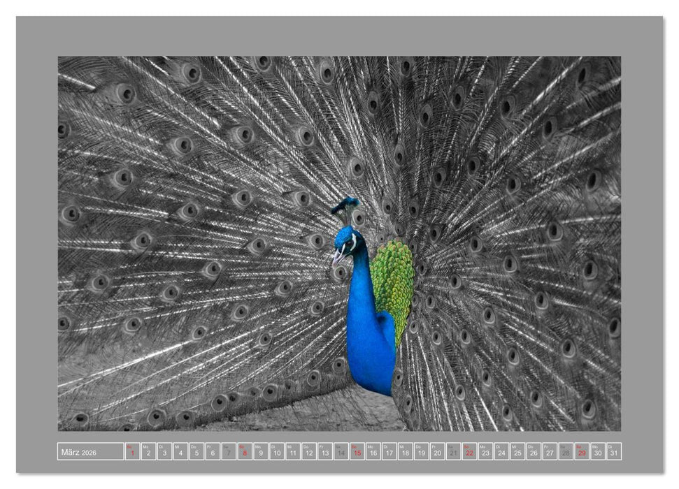 Farbige Akzente - Tierkalender 2026 in schwarz-weiß (CALVENDO Premium Wandkalender 2026)