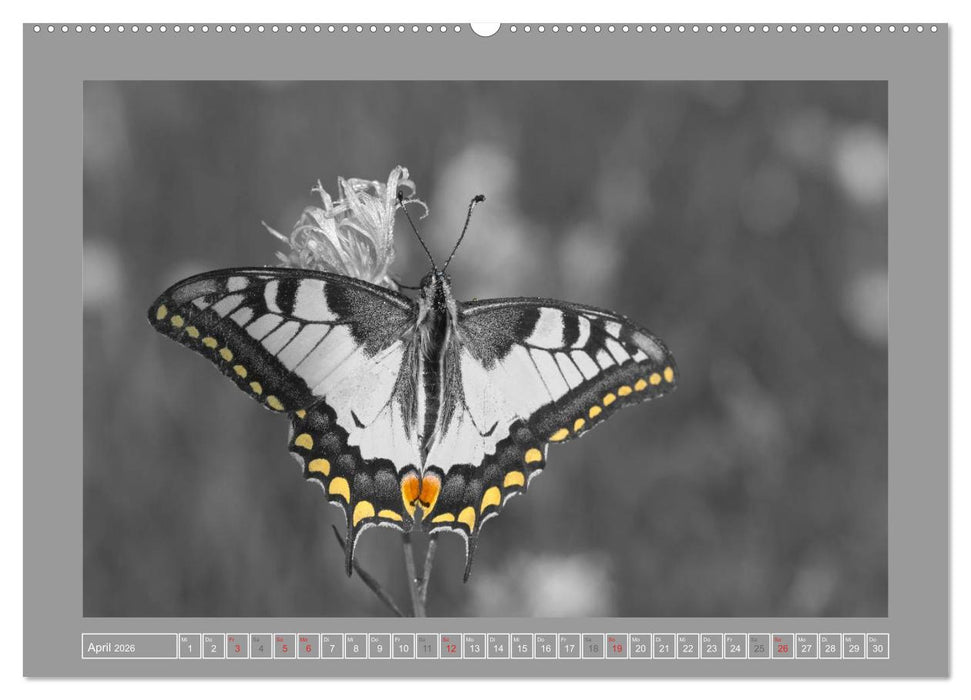 Farbige Akzente - Tierkalender 2026 in schwarz-weiß (CALVENDO Premium Wandkalender 2026)