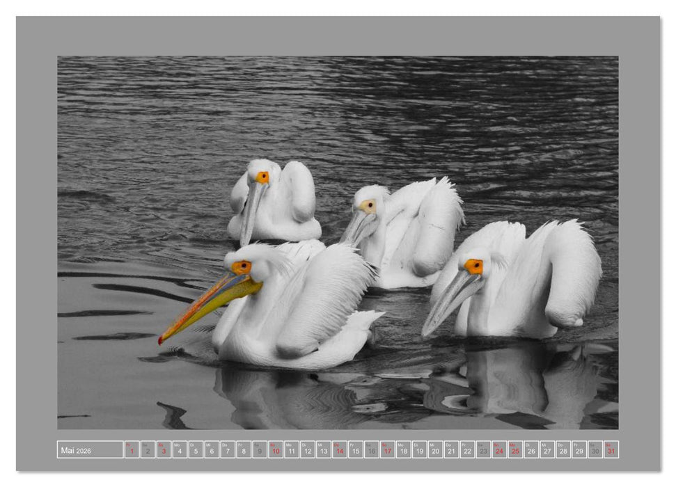 Farbige Akzente - Tierkalender 2026 in schwarz-weiß (CALVENDO Premium Wandkalender 2026)