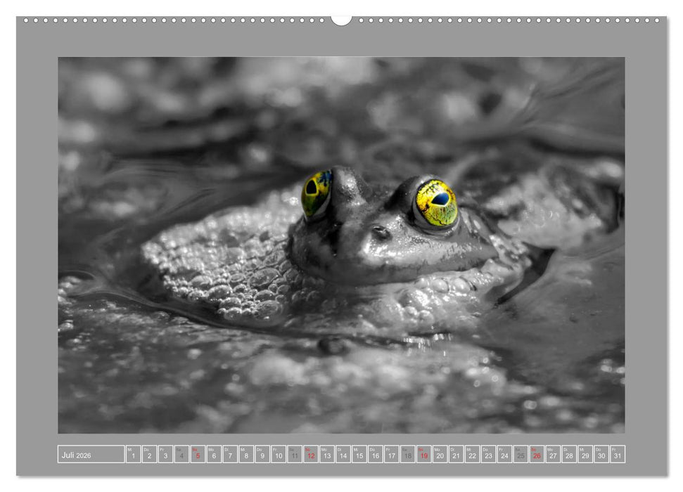 Farbige Akzente - Tierkalender 2026 in schwarz-weiß (CALVENDO Premium Wandkalender 2026)
