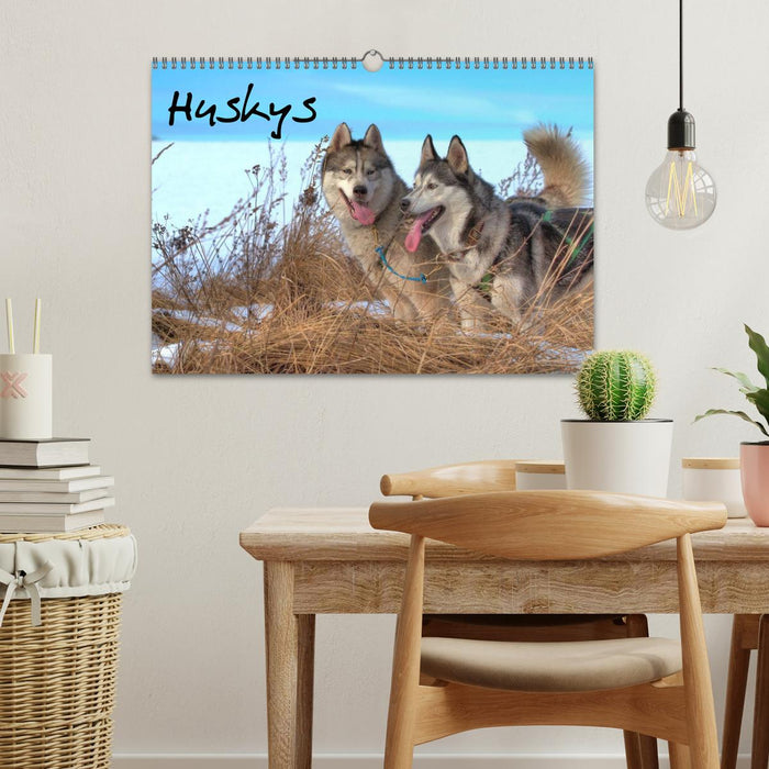 Huskys (CALVENDO Wandkalender 2026)