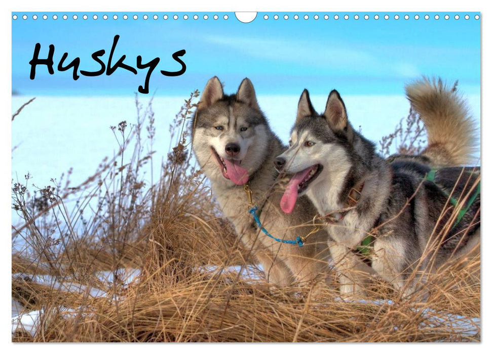 Huskys (CALVENDO Wandkalender 2026)