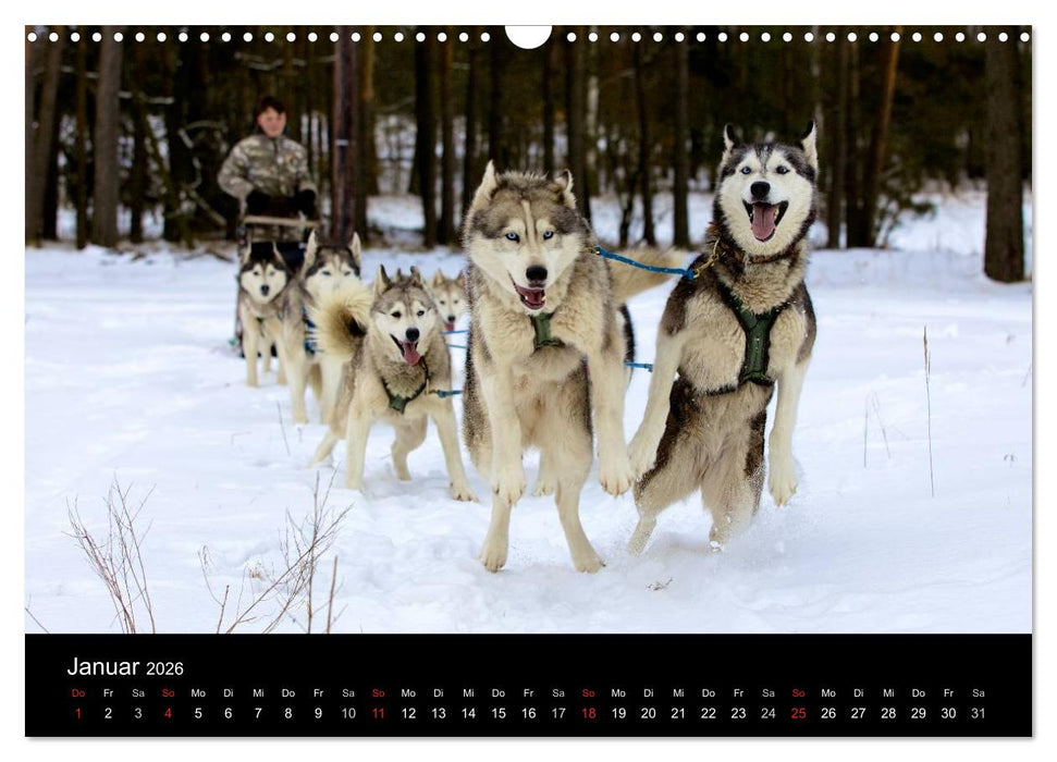 Huskys (CALVENDO Wandkalender 2026)