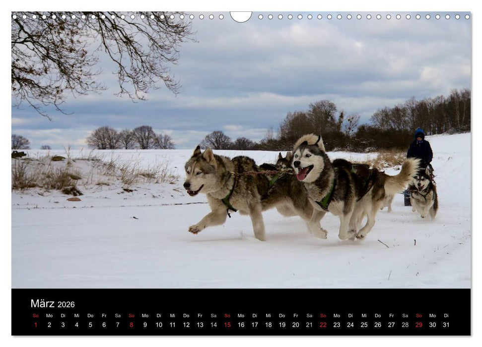 Huskys (CALVENDO Wandkalender 2026)