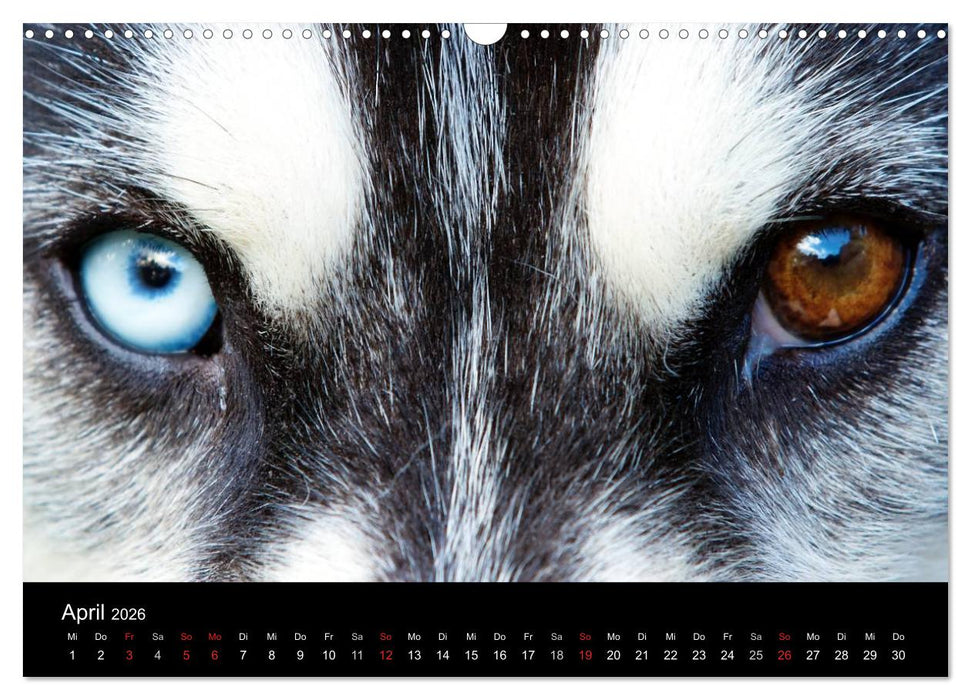 Huskys (CALVENDO Wandkalender 2026)