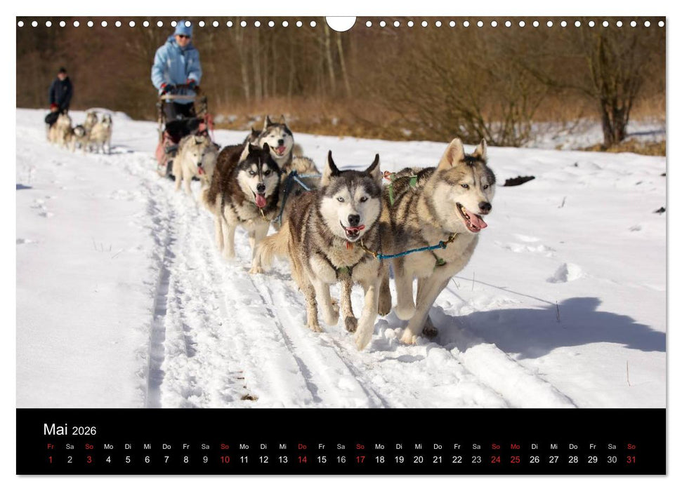 Huskys (CALVENDO Wandkalender 2026)