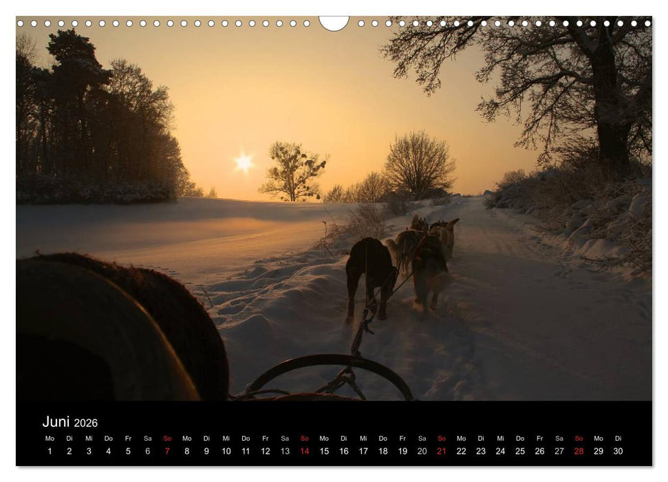 Huskys (CALVENDO Wandkalender 2026)