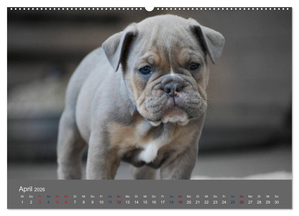 Bulldoggen-Zwerge (CALVENDO Wandkalender 2026)
