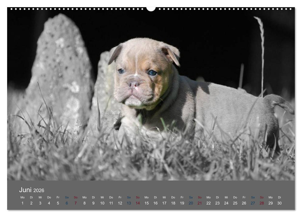 Bulldoggen-Zwerge (CALVENDO Wandkalender 2026)