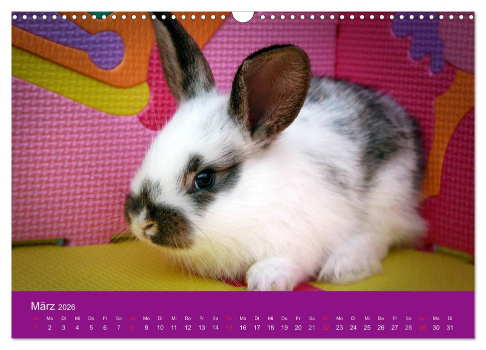 Lustige Kaninchen (CALVENDO Wandkalender 2026)