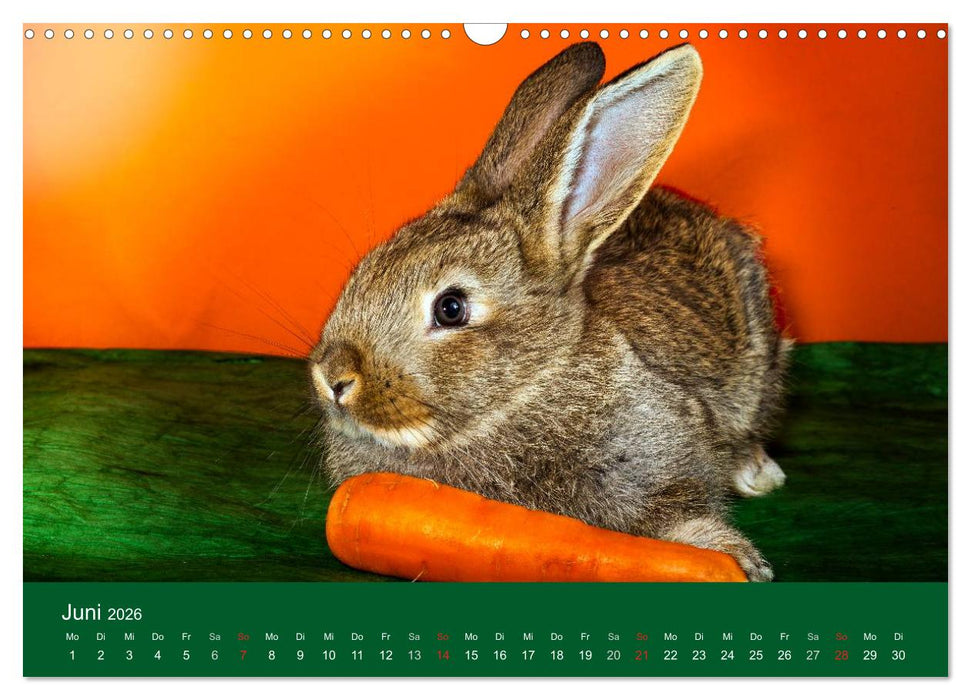 Lustige Kaninchen (CALVENDO Wandkalender 2026)
