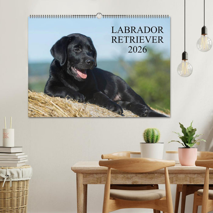 Labrador Retriever 2026 (CALVENDO Wandkalender 2026)