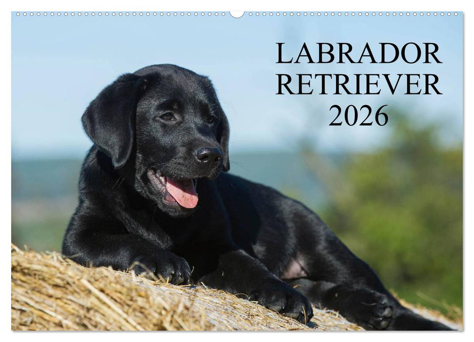 Labrador Retriever 2026 (CALVENDO Wandkalender 2026)