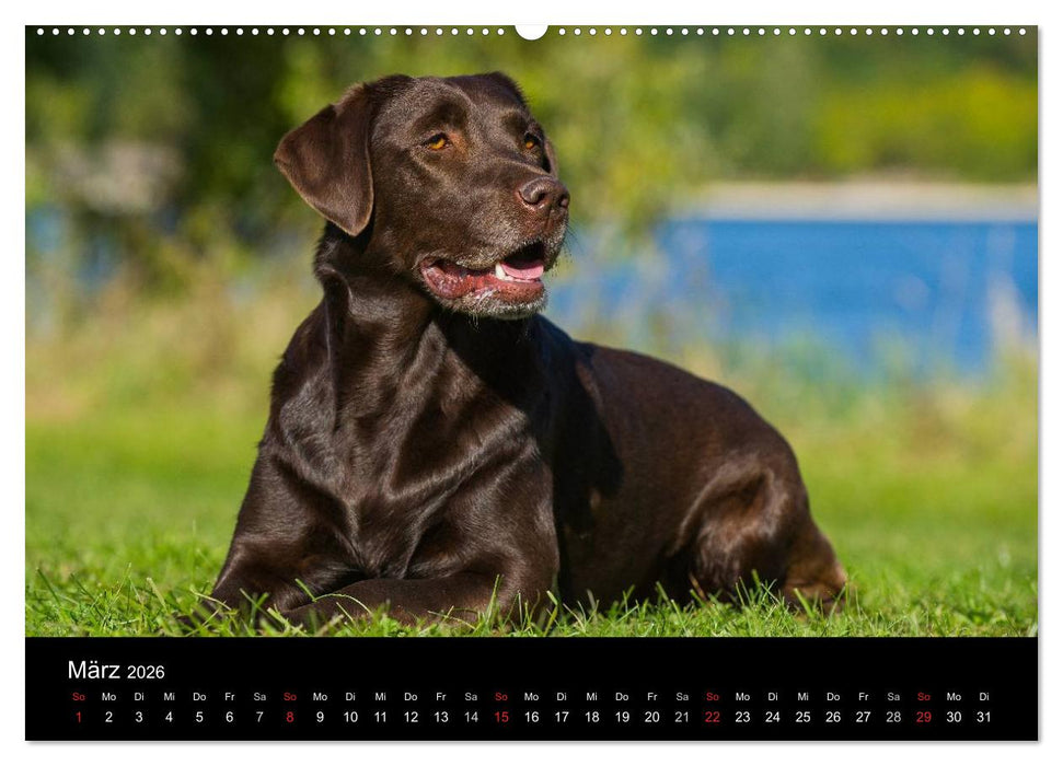 Labrador Retriever 2026 (CALVENDO Wandkalender 2026)