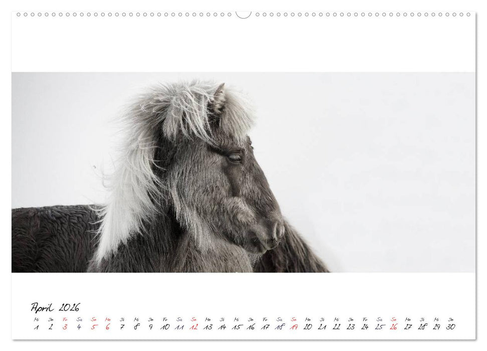 Islandpferde von Brimilsvellir (CALVENDO Premium Wandkalender 2026)