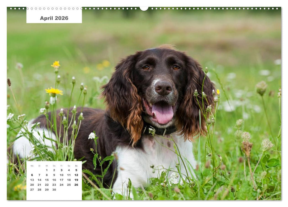 Rassehunde (CALVENDO Wandkalender 2026)