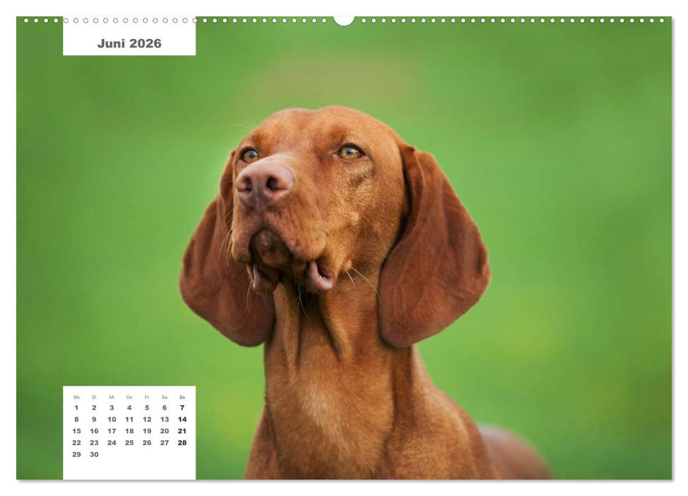 Rassehunde (CALVENDO Wandkalender 2026)