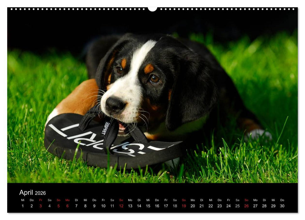 Welpen 2026 (CALVENDO Premium Wandkalender 2026)