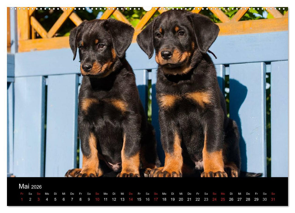 Welpen 2026 (CALVENDO Premium Wandkalender 2026)