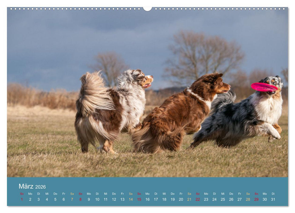 Mit Aussies unterwegs - Die bunte Welt der Australian Shepherds (CALVENDO Wandkalender 2026)