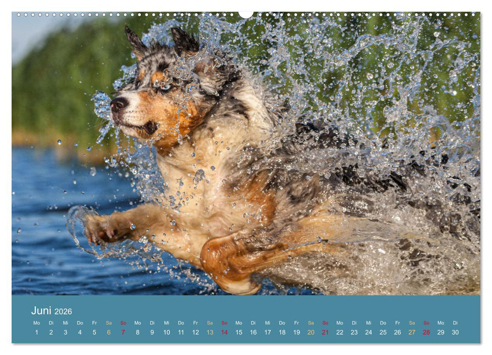 Mit Aussies unterwegs - Die bunte Welt der Australian Shepherds (CALVENDO Wandkalender 2026)