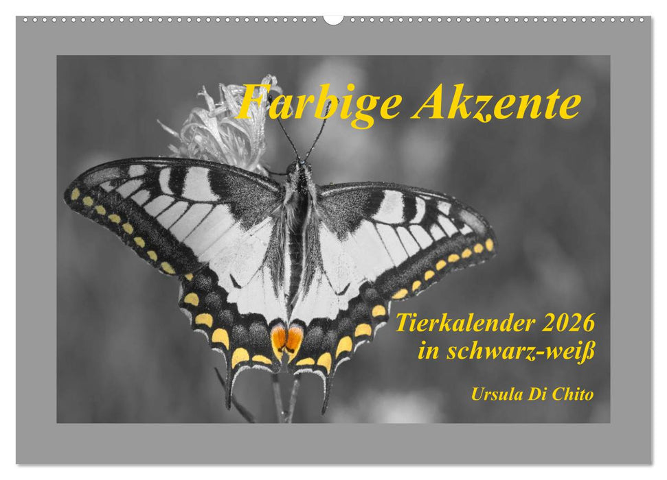 Farbige Akzente - Tierkalender 2026 in schwarz-weiß (CALVENDO Wandkalender 2026)