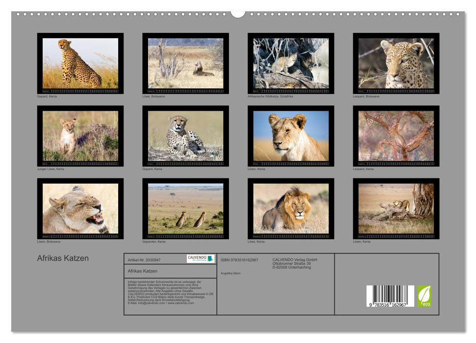 Afrikas Katzen (CALVENDO Premium Wandkalender 2026)